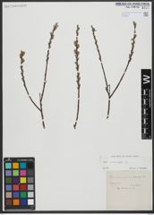 Foto von Salix viminalis L.